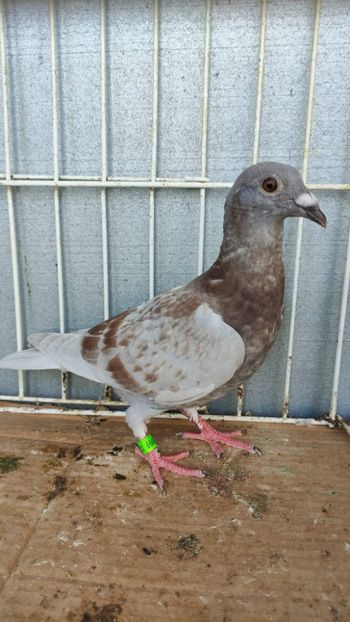  - De vânzare voiajori pui 2023