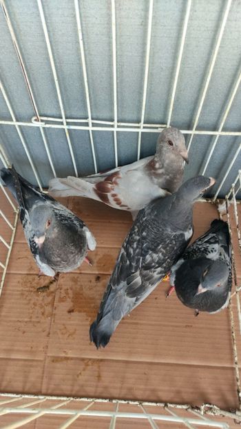  - De vânzare voiajori pui 2023