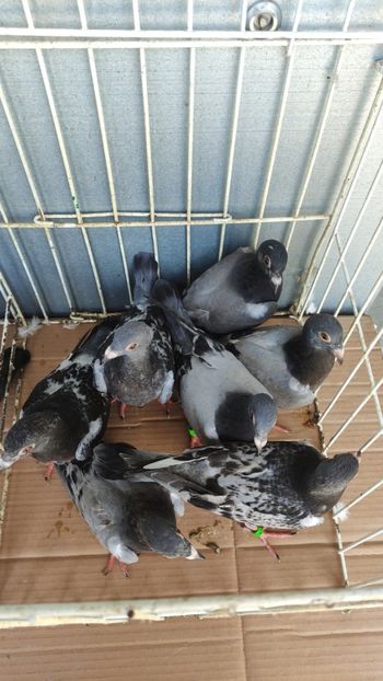  - De vânzare voiajori pui 2023