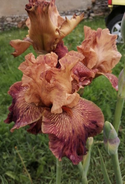  - 2024- Iriși înalți