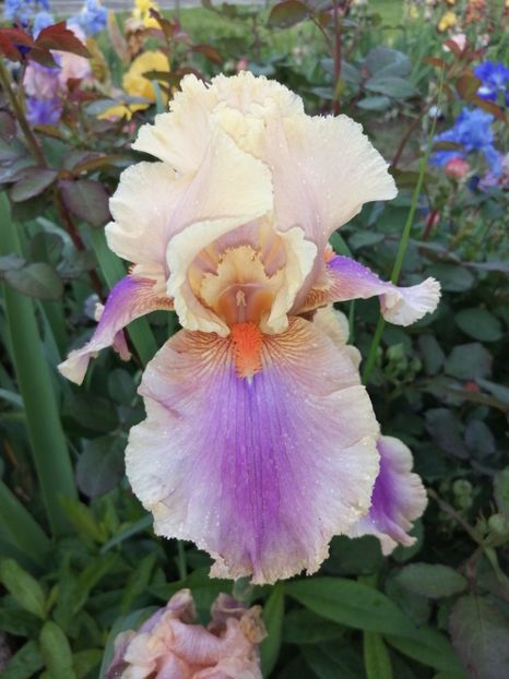  - 2024- Iriși înalți