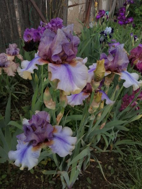  - 2024- Iriși înalți