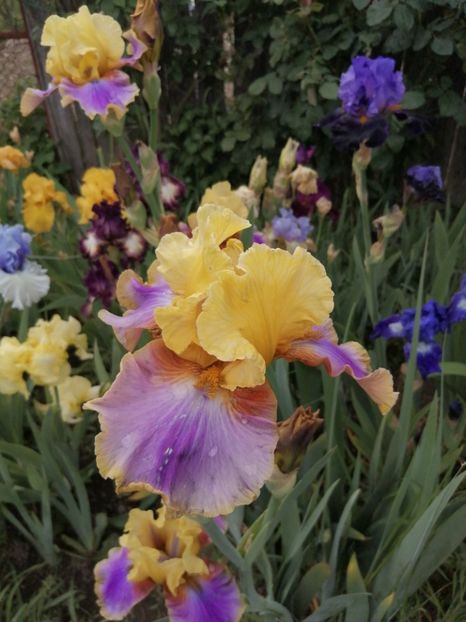  - 2024- Iriși înalți