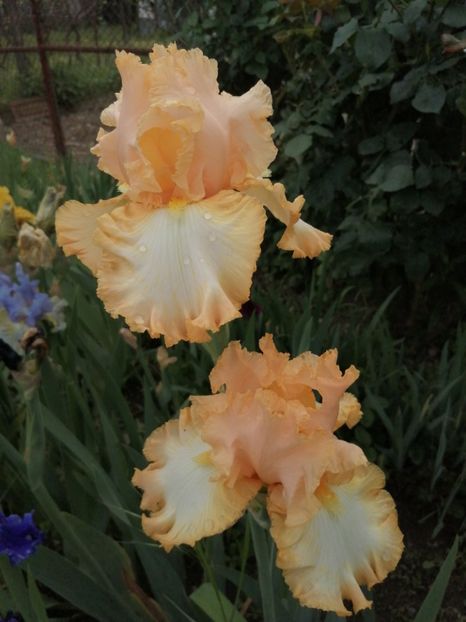  - 2024- Iriși înalți