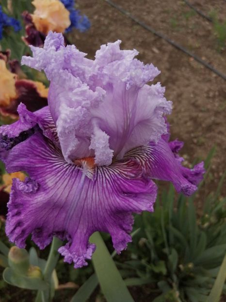  - 2024- Iriși înalți