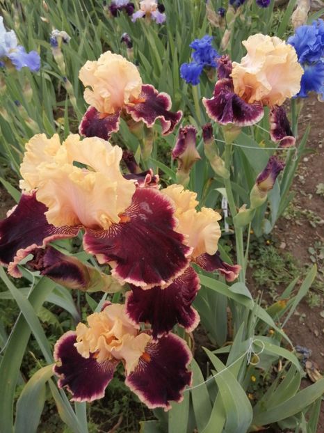  - 2024- Iriși înalți