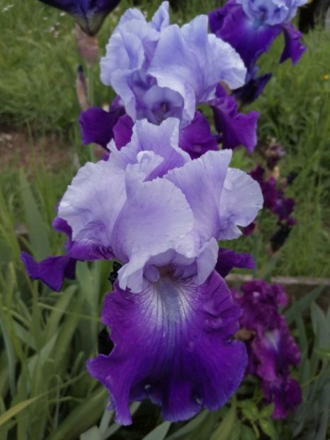  - 2024- Iriși înalți