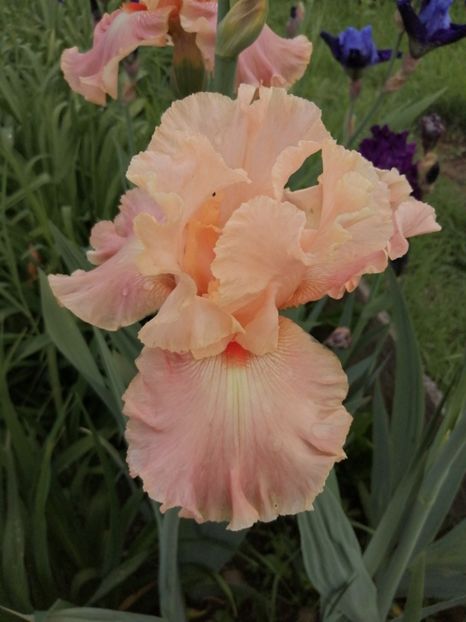  - 2024- Iriși înalți