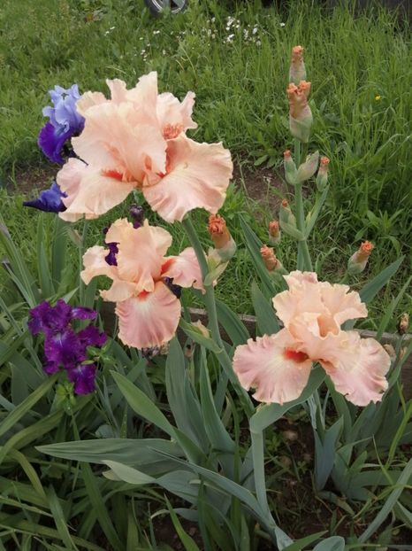  - 2024- Iriși înalți