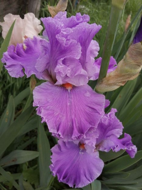  - 2024- Iriși înalți