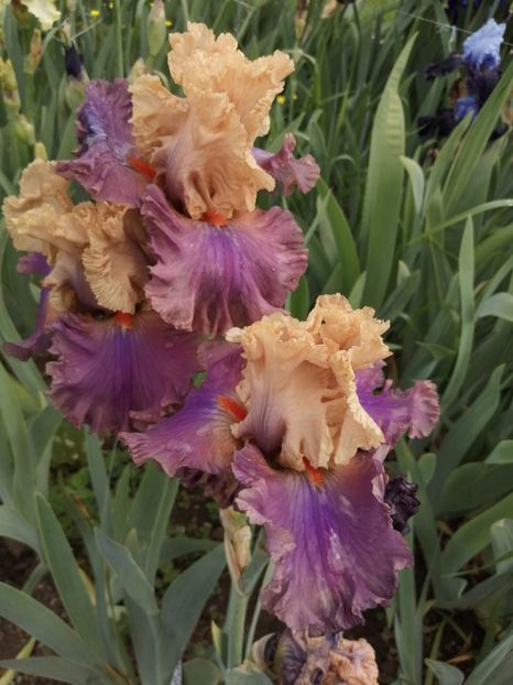  - 2024- Iriși înalți