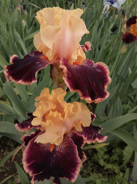  - 2024- Iriși înalți