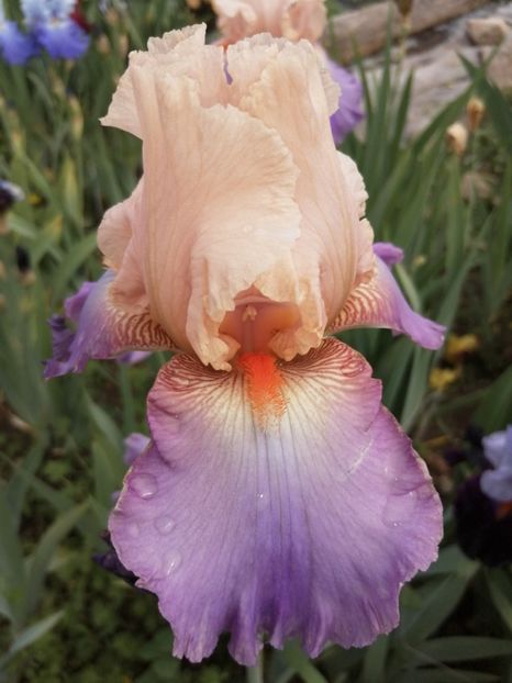  - 2024- Iriși înalți