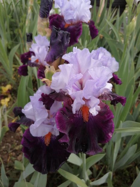  - 2024- Iriși înalți