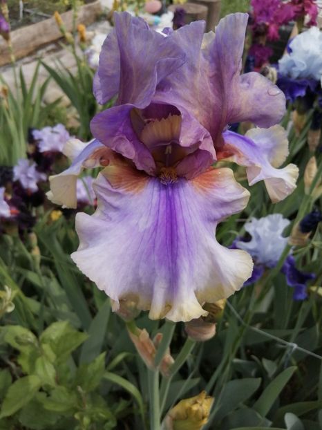  - 2024- Iriși înalți