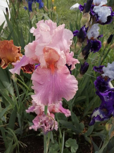  - 2024- Iriși înalți