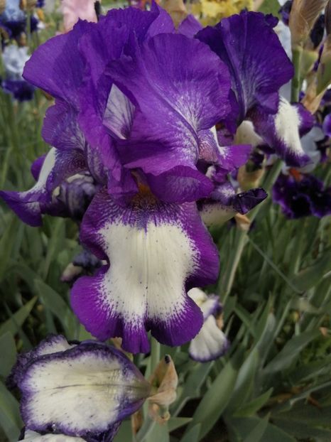  - 2024- Iriși înalți