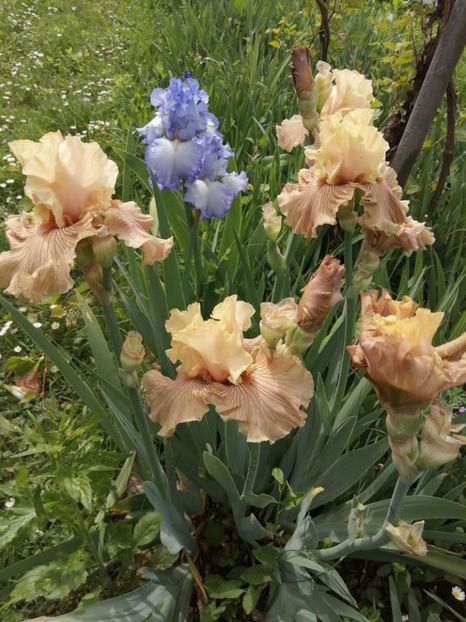  - 2024- Iriși înalți