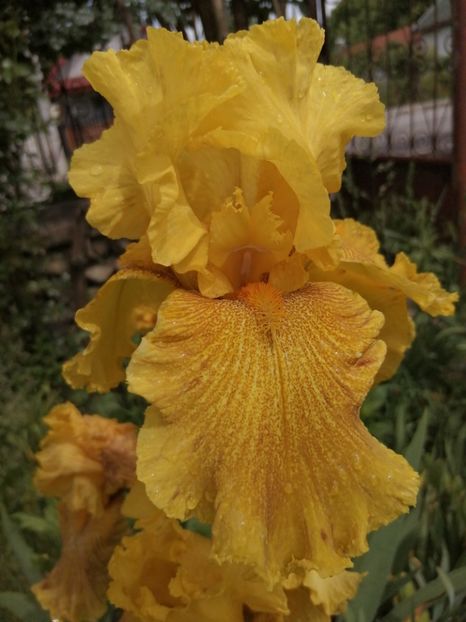  - 2024- Iriși înalți