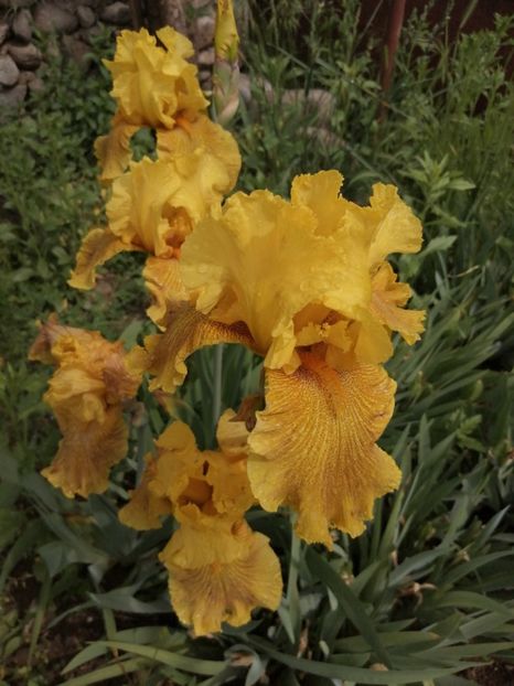  - 2024- Iriși înalți