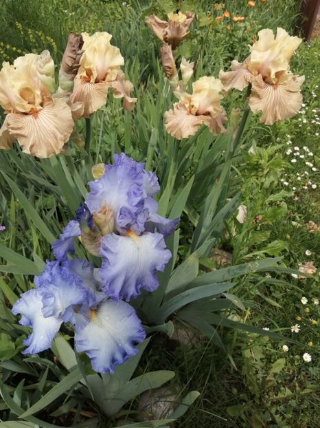  - 2024- Iriși înalți