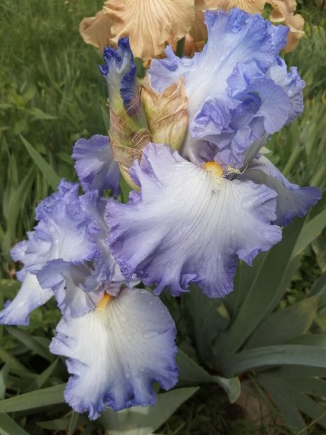  - 2024- Iriși înalți