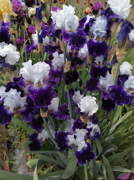  - 2024- Iriși înalți