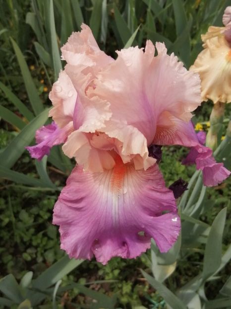  - 2024- Iriși înalți