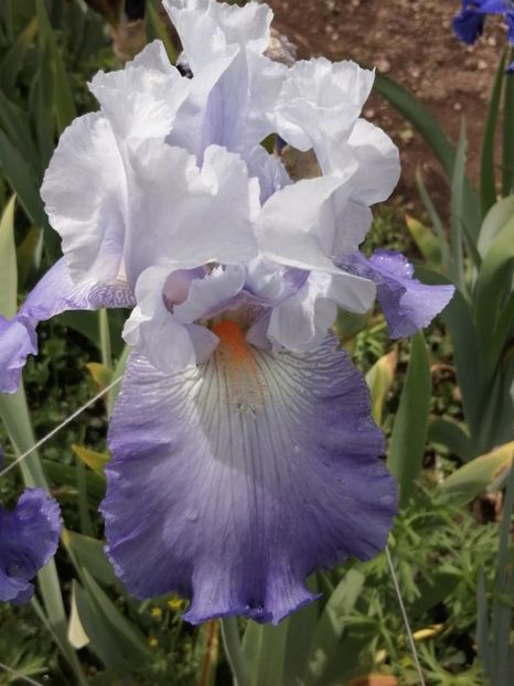  - 2024- Iriși înalți