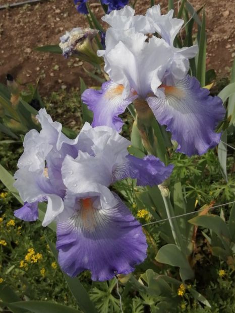  - 2024- Iriși înalți