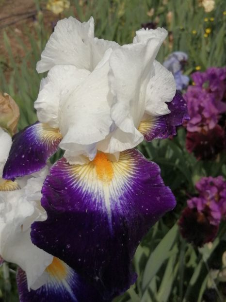  - 2024- Iriși înalți