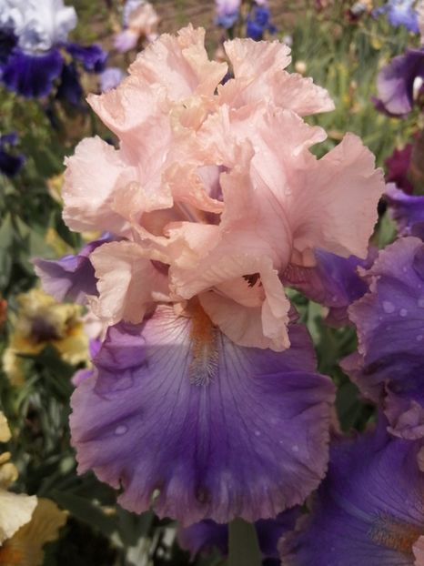  - 2024- Iriși înalți