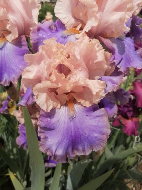  - 2024- Iriși înalți