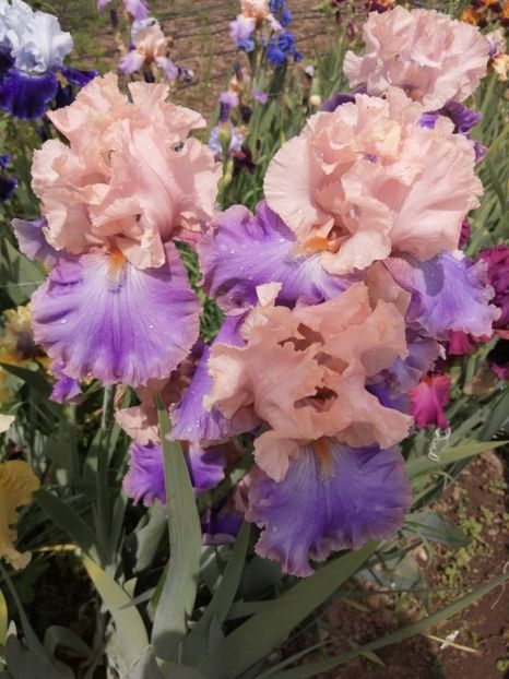  - 2024- Iriși înalți