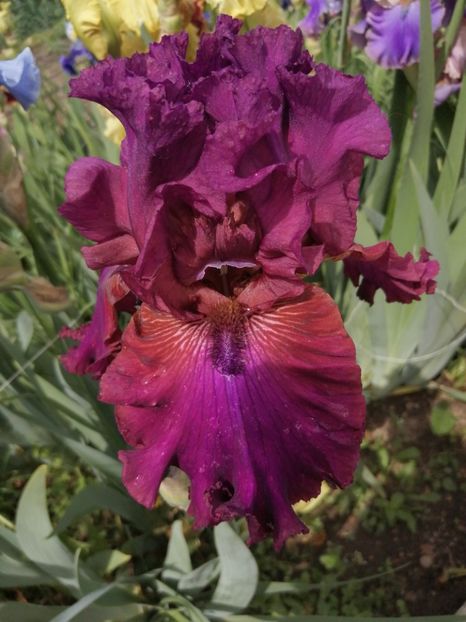  - 2024- Iriși înalți