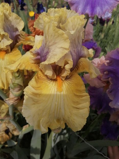  - 2024- Iriși înalți