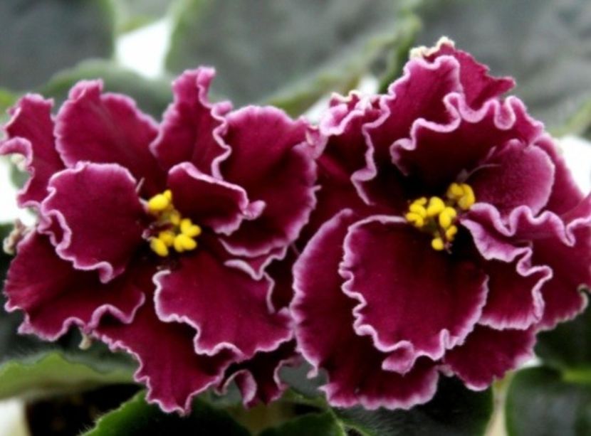 Poza net - LE-Korsika