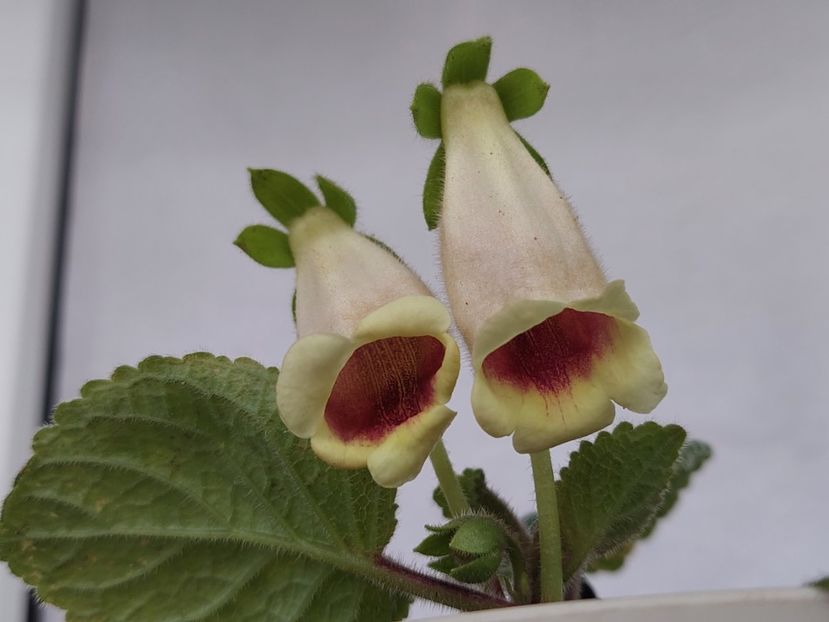 HCY s Center Heart(12-05-2024) - Sinningii 2024