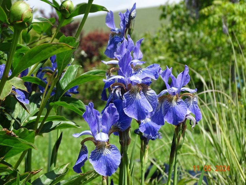 Fran's Gold (sibirica) - Irisi 2024 -Dobarland