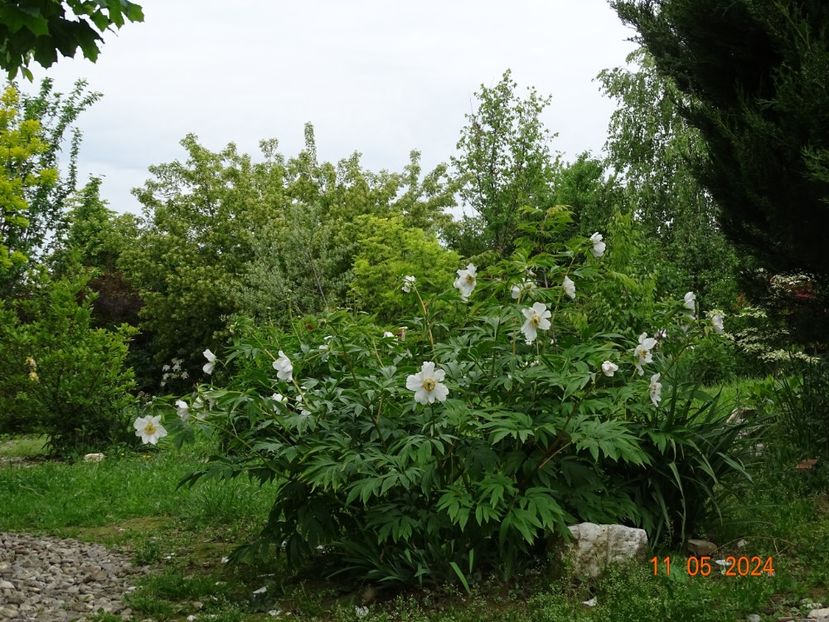  - Bujori 2024 -Dobarland