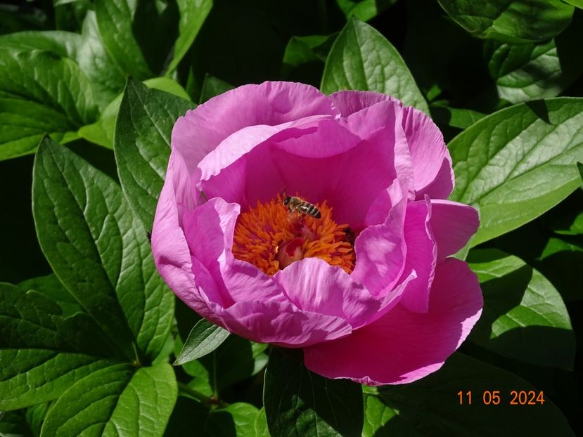 May Lilac - Bujori 2024 -Dobarland
