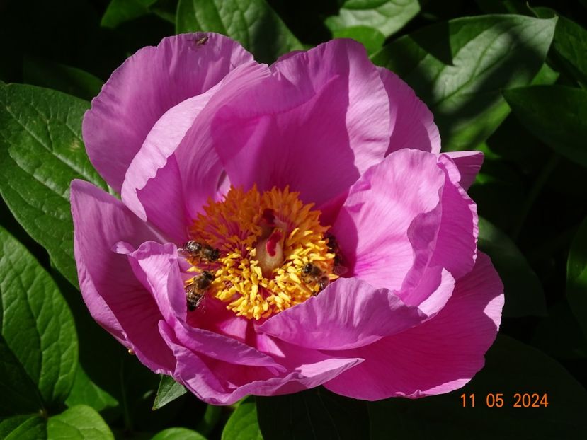  - Bujori 2024 -Dobarland