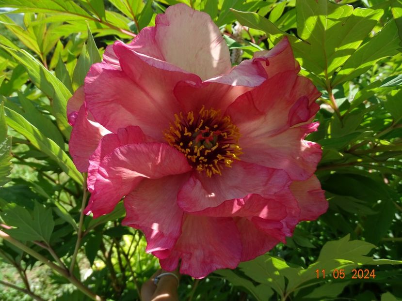 Renown - Bujori 2024 -Dobarland