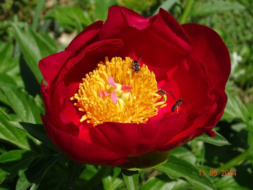 Scarlet oHara - Bujori 2024 -Dobarland