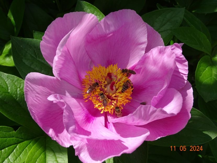 May Lilac - Bujori 2024 -Dobarland