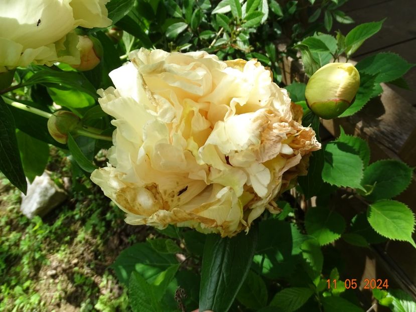 Sunny Girl - Bujori 2024 -Dobarland