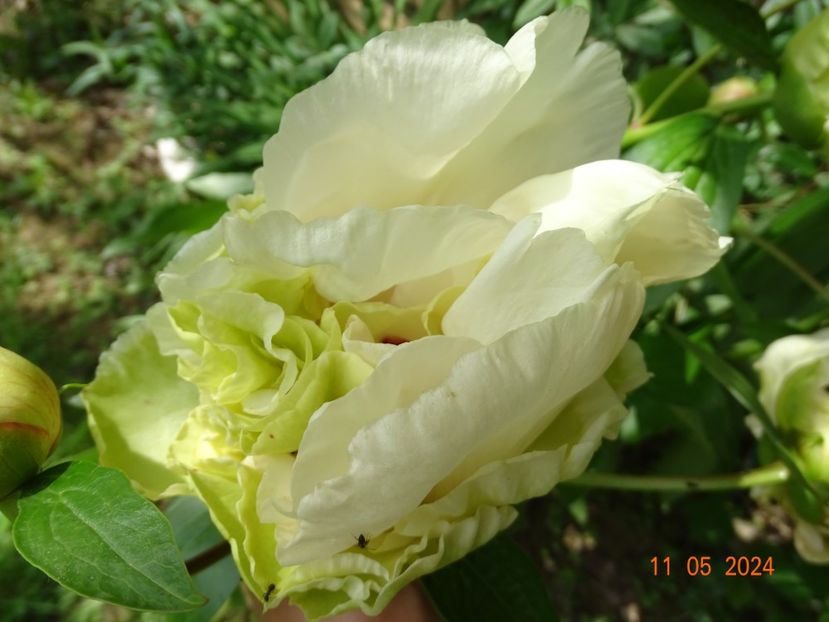  - Bujori 2024 -Dobarland