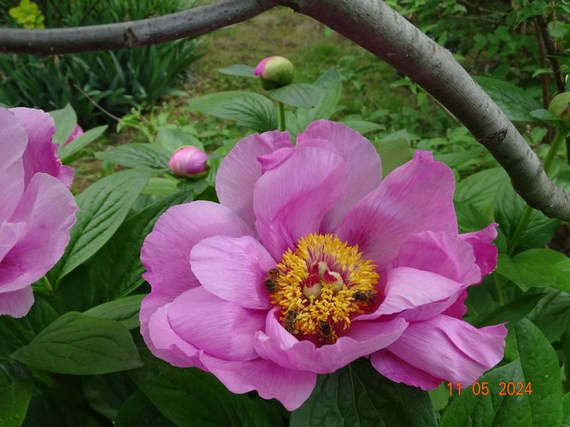  - Bujori 2024 -Dobarland