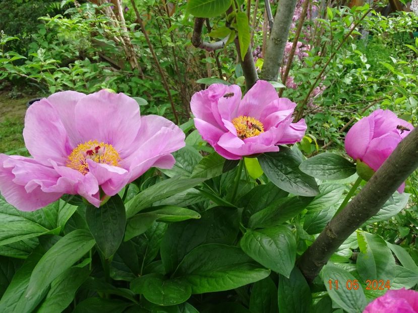 May Lilac - Bujori 2024 -Dobarland