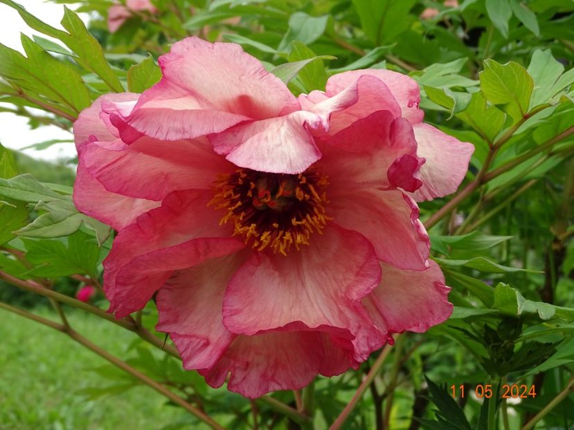 Renown - Bujori 2024 -Dobarland